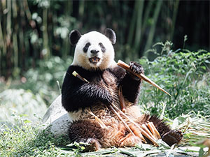  Experience a Pandastic Hong Kong