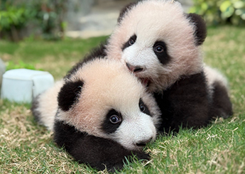 A Treasured Moment with the Giant Panda Twins